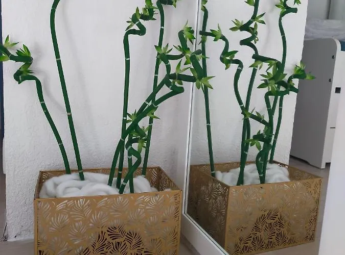 アパート Les Estivales